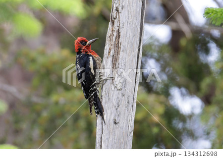 Red-breasted sapsucker bird Red-breasted sapsucker bird 134312698