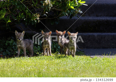Coyote pup 134312699