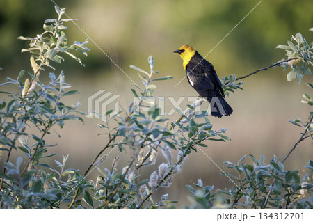 Yellow headed blackbird 134312701