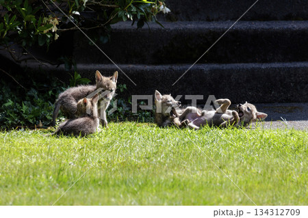 Coyote pup 134312709