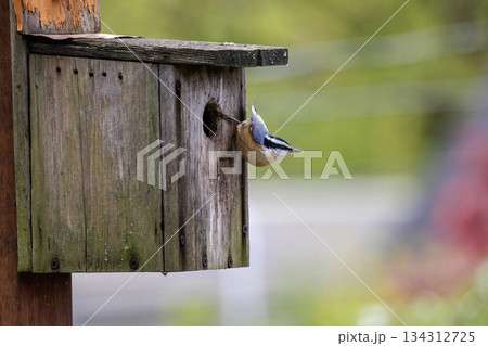 Red breasted nuthatch bird 134312725