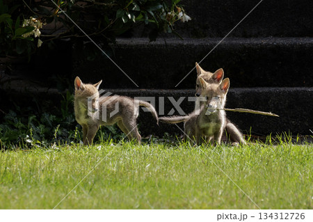 Coyote pup 134312726