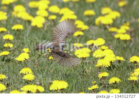 Chipping sparrow bird 134312727