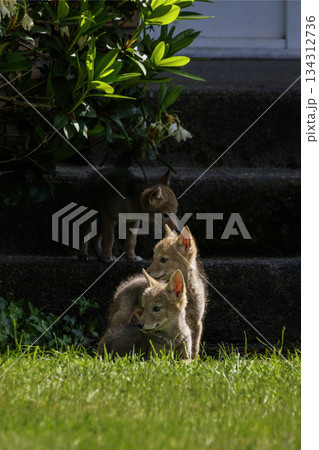 Coyote pup Coyote pup 134312736