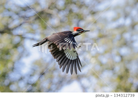 Pileated Woodpecker bird 134312739