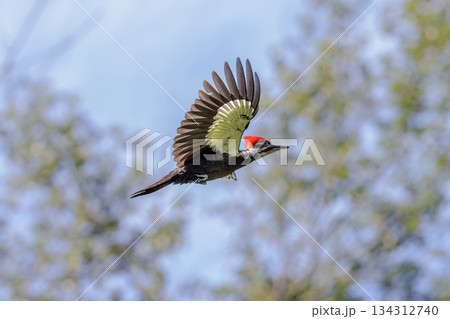 Pileated Woodpecker bird 134312740