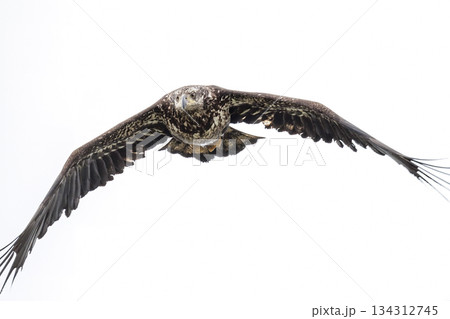 Bald eagle Bald eagle 134312745