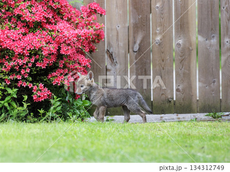 Coyote pup 134312749