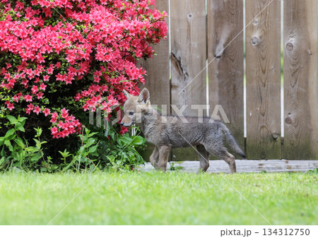 Coyote pup 134312750