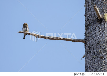 Northern pygmy owl Northern pygmy owl 134312751