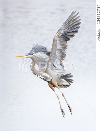 Great blue heron Great blue heron 134312754