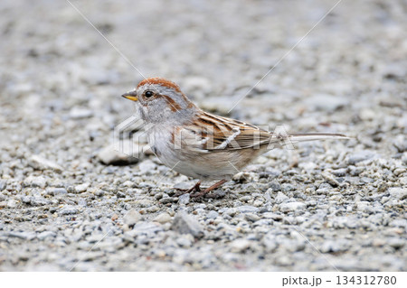 American tree sparrow American tree sparrow 134312780