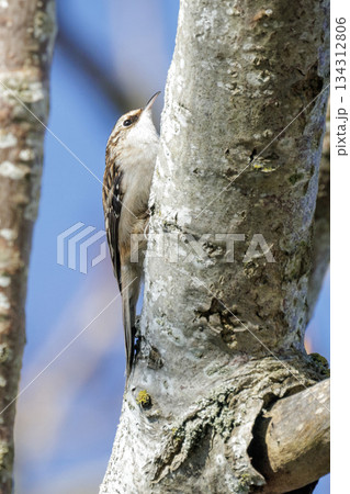 Brown creeper 134312806