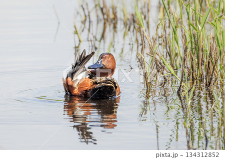 Cinnamon teal duck Cinnamon teal duck 134312852