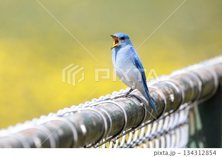Mountain bluebird 134312854
