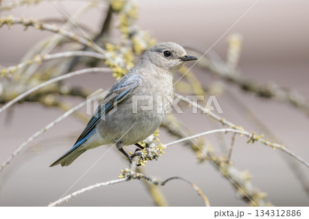 Mountain bluebird 134312886