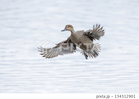 Northern pintail duck Northern pintail duck 134312901