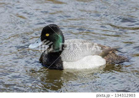 Lesser Scaup duck Lesser Scaup duck 134312903