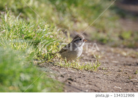 Brewers Sparrow bird 134312906