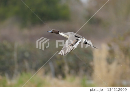 Northern pintail duck 134312909