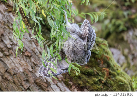 Barred Owlet 134312916