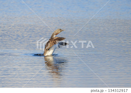 Red-throated loon Red-throated loon 134312917