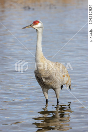 Sandhill crane Sandhill crane 134312924