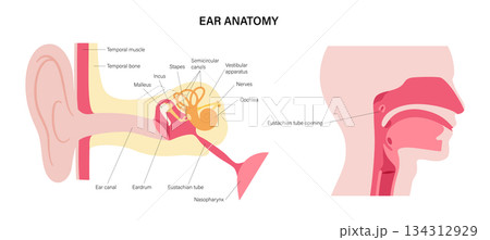 Ear anatomy poster 134312929