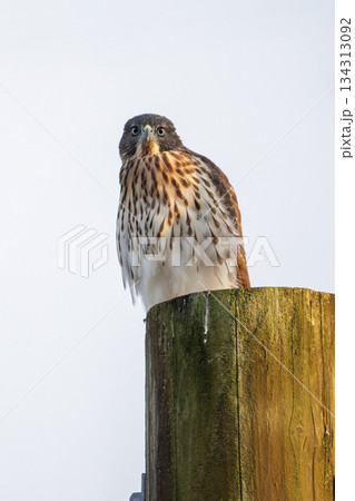 cooper's hawk bird cooper's hawk bird 134313092