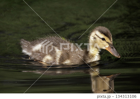 mallard duckling bird 134313106