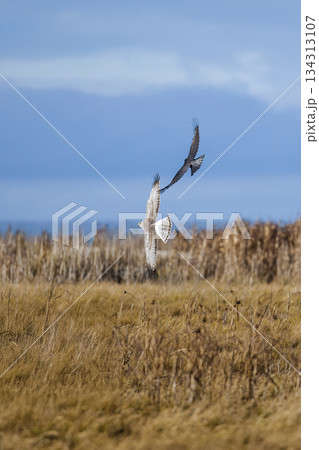 Northern harrier bird 134313107