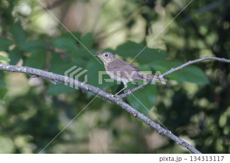 Swainson's Thrush bird Swainson's Thrush bird 134313117
