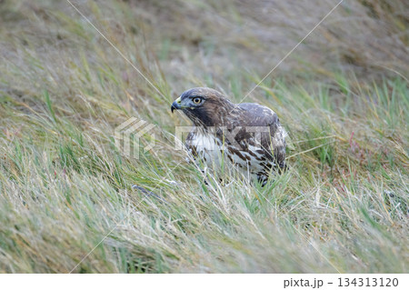 Red-tailed hawk bird 134313120