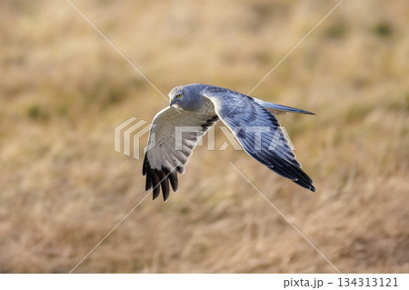 Northern harrier bird Northern harrier bird 134313121