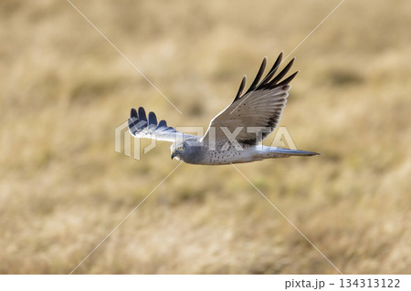Northern harrier bird 134313122