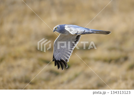 Northern harrier bird 134313123