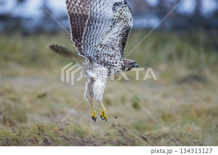 Red-tailed hawk bird 134313127