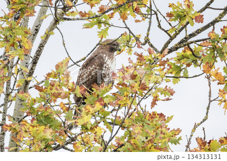 Red-tailed hawk bird 134313131