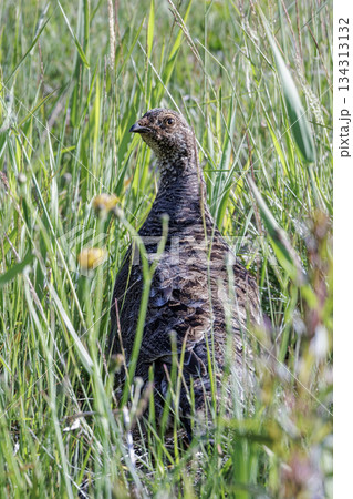 Sooty grouse bird 134313132