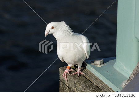 Rock Pigeon bird 134313136