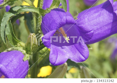 カンパニュラ 134313142