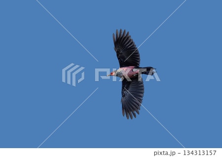 Lewiss Woodpecker bird Lewiss Woodpecker bird 134313157