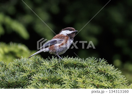 Chestnut-backed chickadee bird Chestnut-backed chickadee bird 134313160
