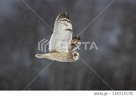 Short-eared owl Short-eared owl 134313170