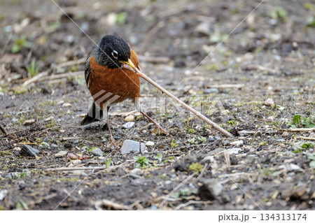 American robin bird American robin bird 134313174