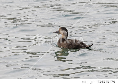 Black scoter bird Black scoter bird 134313179