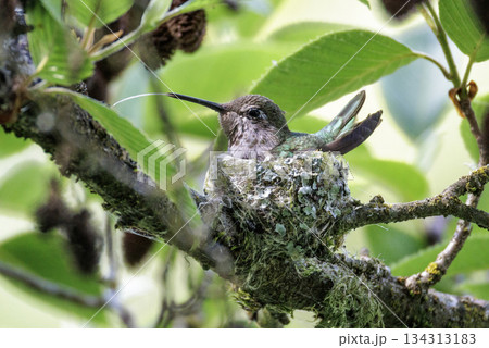 Anna's hummingbird nest Anna's hummingbird nest 134313183