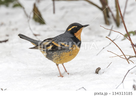 Varied Thrush bird Varied Thrush bird 134313185