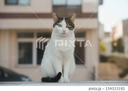 魅力的な緑の瞳を持つ白猫 134313192