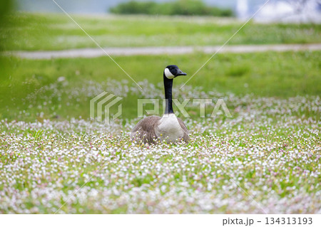 Canada goose Canada goose 134313193